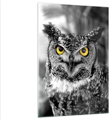 Produktbild von Bilder auf glas - Einteilig - Eule Vogel Natur - 80x120cm - Glasbilder - Wandbilder - Bilder - zum Aufhängen bereit - Wanddekoration aus Glas - Glas Bilder - Wandbild auf Glas - GPA80x120-1318