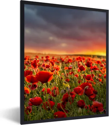 Produktbild von MuchoWow® Gerahmtes Poster Sonnenuntergang über einem Feld von Mohnblumen 60x80 cm - Poster mit Schwarzem Bilderrahmen Wandposter Rahmen Foto Bilder - Premium - Wanddeko Wohnzimmer