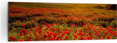 Produktbild von Bild auf Leinwand - Leinwandbild - Mohn Blume Wiese - 160x50cm - Wand Bild - Wanddeko - Wandbilder - Leinwanddruck - Bilder - Kunstdruck - Wanddekoration - Leinwand bilder - Wandkunst - AB160x50-3643