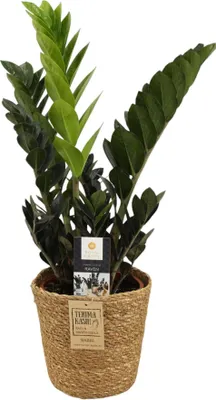 Obrázok produktu pre Zamioculcas Raven v košíku cca 60 cm - Čierna izbová rastlina s tmavými listami, jednoduchá na starostlivosť a dekoratívna