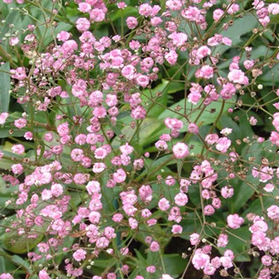 Obrázok produktu pre 6 x gypsophila  - Gypsophila paniculata 'Flamingo'  | Kvetináč 9 cm x 9 cm