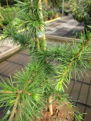 Produktbild von Cedrus libani Comte de Dijon - Kleine Libanonzeder - 60-70