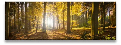 Produktbild von 5722 Herbstwald Leinwandbild 120x40 cm