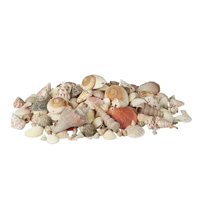 Image de Lot de coquillages décoratifs Relaxdays, assortiment XL comprenant de grands escargots de mer et des coques, décoration de table sur le thème marin à bricoler, 2 kg, multicolore