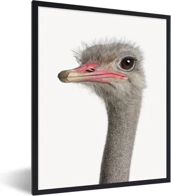 Produktbild von MuchoWow® Gerahmtes Poster Strauß - Tiere - Kinder - Jungen - Mädchen - Vogel 60x80 cm - Poster mit Schwarzem Bilderrahmen Wandposter Rahmen Foto Bilder - Premium - Wanddeko Wohnzimmer