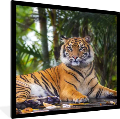 Produktbild von MuchoWow® Gerahmtes Poster Tiger - Tiere - Wald - Dschungel 40x40 cm - Poster mit Schwarzem Bilderrahmen Wandposter Rahmen Foto Bilder - Mit Rahmen - Wanddekoration Schlafzimmer