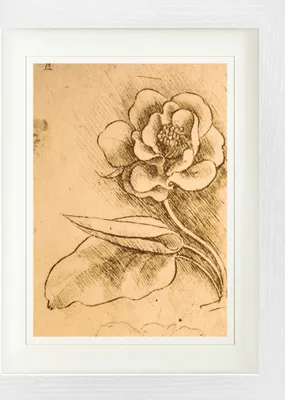 Produktbild von Leonardo Da Vinci Gerahmtes Bild Mit Edlem Passepartout | Wand-Bilder | Im Bilderrahmen - Blumenstudie, Detail, 1481-1483 (40 x 30 cm)