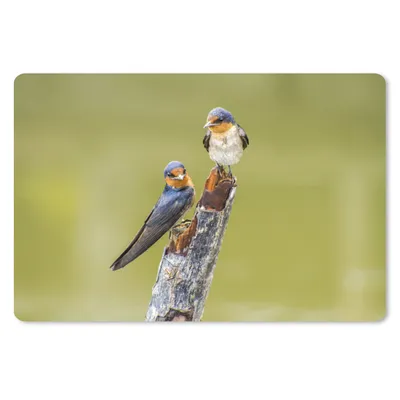 Produktbild von MuchoWow® Schreibtischunterlage Vögel - Zweig - Porträt 60x40 cm - XXL Mauspad - Großes Mauspad