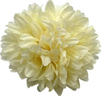 Image de Nohel Garden Chrys.FLOWER 13cm/beige