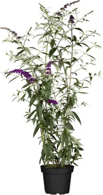 Produktbild von Buddleja davidii 'Black Knight', Schmetterlingsflieder, dunkelviolett, 80–100 cm