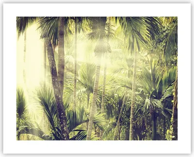 Produktbild von Poster - Poster ohne Rahmen - Morgendämmerung Dschungel Palmen - 50x40 cm - Wand Bild - Wanddeko - Wandbilder - Kunstposter - Wandposter - Bilder - Kunstdruck - Wanddekoration - P2XAA50x40-4450