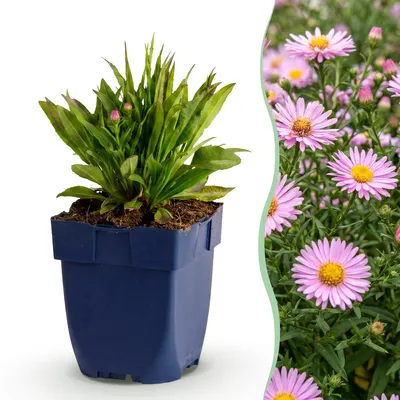 Image de Green boutiQ - Vasteplant - Aster Wood's Pink - Pluimspirea - Attire les abeilles et les papillons - Rose - 24 plantes - Pot de 11 cm - Hauteur 15-25 cm