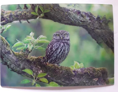 Produktbild von 3 D Ansichtskarte Kauz, Eule Postkarte Wackelkarte Hologrammkarte, Tier Vogel