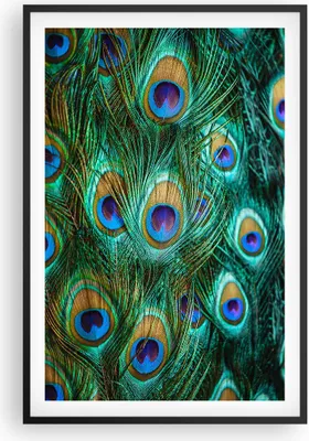Produktbild von Gerahmtes Poster - Schwarzer Rahmen - Pfauen Feder Makro - 61x91,5 cm - Wand Bild - Wanddeko - Wandbilder - Kunstposter - Wandposter - Bilderrahmen - Bilder - Kunstdruck - Wandbild - P2BPA61x91-4159