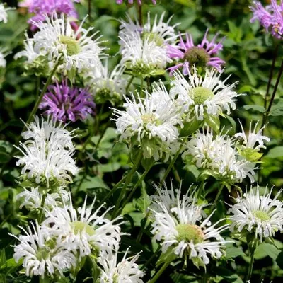 Productafbeelding van Monarda 'Schneewittchen' – Amerikaanse aronsstok, 5 kale planten
