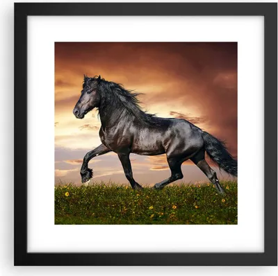 Produktbild von Gerahmtes Poster - Schwarzer Rahmen - Pferd Tier Wiese - 30x30 cm - Wand Bild - Wanddeko - Wandbilder - Kunstposter - Wandposter - Bilderrahmen - Bilder - Kunstdruck - Wandbild - P2BAC30x30-2608