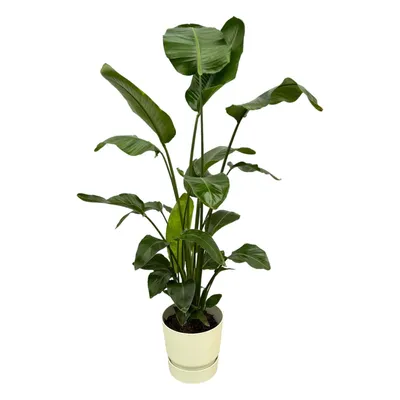Produktbild von Set: Strelitzia Nicolai - Paradiesvogelblume - mit Übertopf elho Greenville Round Weiß - Pflanze Höhe 160cm