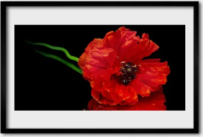 Produktbild von Bild 60x40 MDF-Rahmen Wandkunst Natur Blume Mohnpflanze