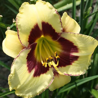 Imagen del producto de 6 x Taglilies - Hemerocallis 'El Desperado' | Maceta de 9x9 cm