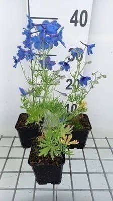Obrázek produktu pro 6 x Delphinium grand. 'Blauer Zwerg' - Delphinium - květináč 9 x 9 cm