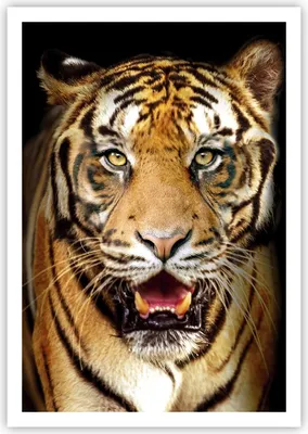 Produktbild von Poster - Poster ohne Rahmen - tiger tier - 70x100 cm - Wand Bild - Wanddeko - Wandbilder - Kunstposter - Wandposter - Bilder - Kunstdruck - Wanddekoration - Wandbild - P2XPA70x100-4103
