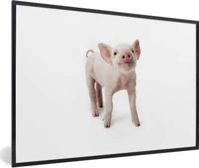 Produktbild von MuchoWow® Gerahmtes Poster Schwein - Tiere - Weiß 30x20 cm - Poster mit Schwarzem Bilderrahmen Wandposter Rahmen Foto Bilder - Kunstdruck - Bild-Poster