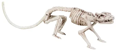 Produktbild von Rattenskelett - Halloween Deko Outdoor Indoor