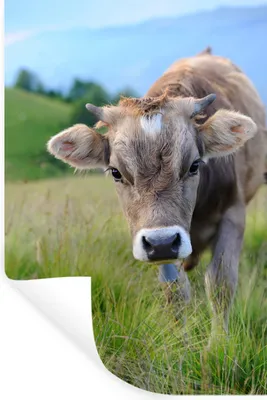 Produktbild von MuchoWow® - Sticker - Dekorfolie