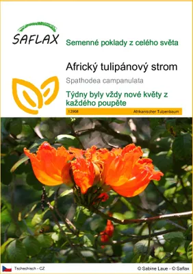 Obrázek produktu pro SAFLAX - Africký tulipánový strom - Spathodea campanulata - 30 Semena