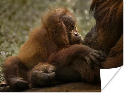 Produktbild von MuchoWow® Poster Affen - Orang-Utan mit seinem Jungen - Affe 120x90 cm - Wandbild
