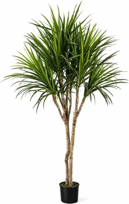 Produktbild von aplanta Künstliche Dracaena – Elianor | 180 cm, Echtholzstamm, für drinnen, Kunstbaum, wie echt, Allergiker geeignet, pflanzliche Dekoration Praxis, Office & Wohnzimmer