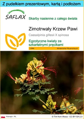 Zdjęcie produktu dla SAFLAX - Zestaw prezentowy - Zimotrwały Krzew Pawi - 10 Nasiona - Z pudełkiem upominkowym, etykietą wysyłkową, kartą podarunkową i podłożem uprawowym - Caesalpinia gillesii X spinosa