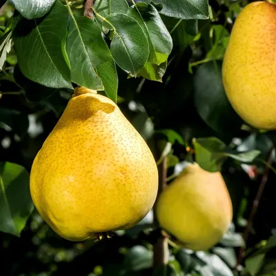 Produktbild von Pyrus communis 'Doyenné du Comiece', Birnbaum, Höhe 100 cm, 5-Liter-Topf