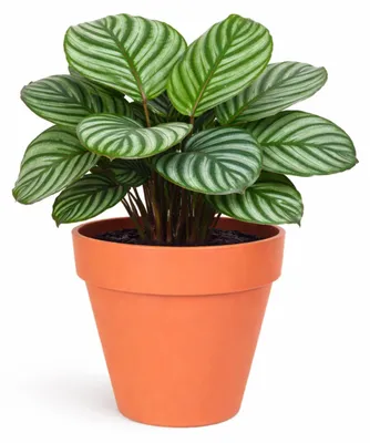 Produktbild von Mega Collections Pflanzentopf/blumentopf - Kunststoff - orange - 39 x 35 cm