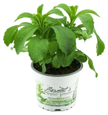 Produktbild von Enseleits Stevia Pflanze - Süßkraut - Stevia Rebaudiana aus Nachhaltigem Anbau