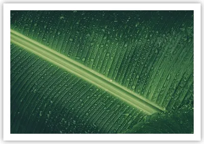 Produktbild von Poster - Poster ohne Rahmen - Makro Blatt Tropfen - 100x70 cm - Wand Bild - Wanddeko - Wandbilder - Kunstposter - Wandposter - Bilder - Kunstdruck - Wanddekoration - Wandbild - P2XAA100x70-4372