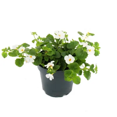 Produktbild von Schneeflockenblume – weiß – Sutera diffusa – 11 cm – 3er-Set