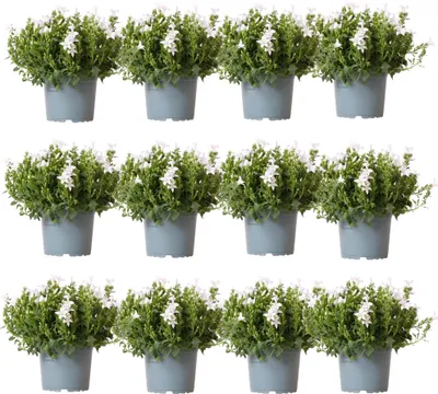 Produktbild von Campanula Addenda Ambella weiß 12er Set – Glockenblume weiß Topfgröße 12cm – winterhart, lang blühend – Bodendecker für ca.2m² – für Beet, Kübel, Balkonkasten & Hängekorb