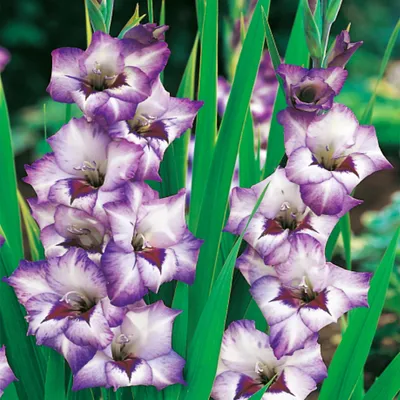 Immagine prodotto di Gladiolus Gladiolo a fiore grande Vista 5 pz Gladioli bulbi di gladiolo