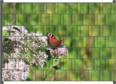 Produktbild von Wallario Zaunsichtschutz mit Motiv Schmetterling auf Blüte für Ein- und Doppelstabmatten Zäune in der Größe 200 x 140 cm