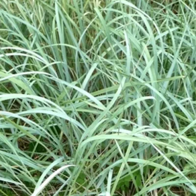 Immagine prodotto di 6 x erba blu di Magellano - Agropyron magellanicum | vaso 9cm x 9cm