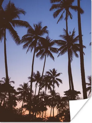 Produktbild von MuchoWow® Poster Palme - Tropisch - Sommer - Himmel 120x160 cm - Wandbilder