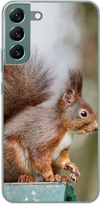 Produktbild von König Design Hülle kompatibel mit Samsung Galaxy S22 Plus 5G Kunststoff Soft Handyhülle - Handy Case Eichhörnchen