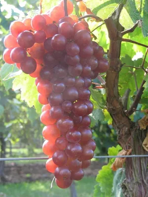 Produktbild von Vitis vinifera Piroschka rote Weinrebe Traube selbsbefruchtend veredelt