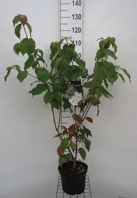 Produktbild von Cornus kousa 'Schmetterling' - Japanischer Hartriegel 50- 60 cm Container