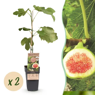 Produktbild von Ficus carica Brown Turkey - Feigenbaum - Winterhart - Grün - Lila Früchte - 2 Pflanzen - 40-50cm - Ø15cm - Gartenpflanze