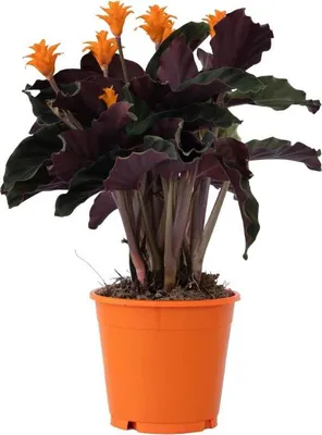 Zdjęcie produktu dla Kalatea - Calathea crocata 'Tassmania' - Wysokość 40-50cm - ⌀14cm