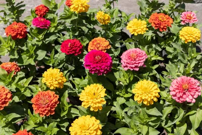 Produktbild von 500 Samen Zinnien Dahlienblütig Bunte Mischung – Farbenprächtige Sommerblumen für Garten, Beet & Schnittblumen