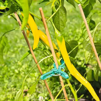 Obrázek produktu pro Bambusová tyč opěrná FloraSelf 50 cm