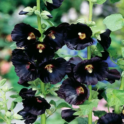 Immagine prodotto di Alcea Nigra Malva Nera 1 pz Malva piantine piantina Varietà resistente